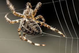 what are spider webs made of and how