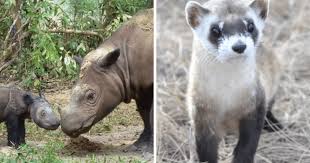 An endangered species is a type of animal or plant species that is likely to become extinct fairly soon, if action is not taken to prevent it. Heartbreaking List Of Newly Extinct Animals