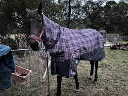 horse rugs pets gumtree australia