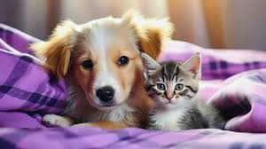 puppies and kittens stock photos