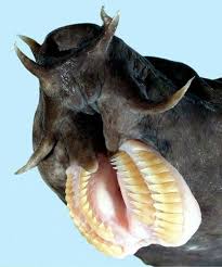 جانورانی که ترسناک ترین دهان ها را دارند+تصاویر