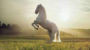 beautiful white horse 1920 x 1080 hdtv