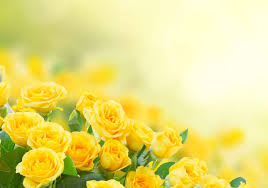 Flower images hd rose and wallpapers pictures. The Attractive Yellow Rose Flower Floraqueen
