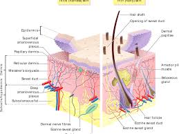 human skin structure useful functions