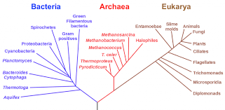 Phylogenetic Trees Biology 1520