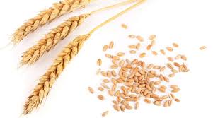 wheat the unhealthy whole grain life
