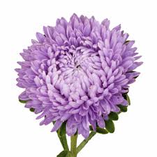 Beauty Aster Soft Purple Flower