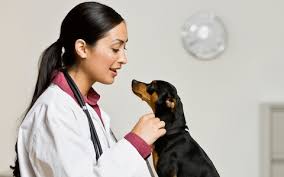 Covers your pet for treatment up to £5,000 per year. Best Pet Insurance And How To Find The Right Cover