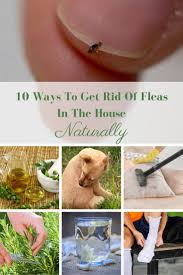 get rid of fleas in the house