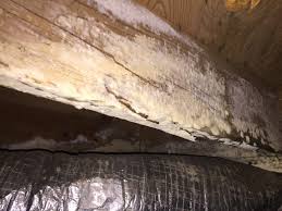 essential guide to wood rot fungus