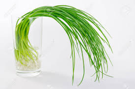Image result for free chives in water stock photos