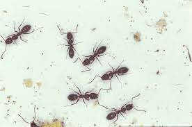 How to Get Rid of Ants Fast & Permanently: The Ultimate Guide (2023)