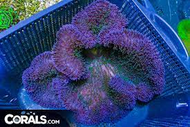 rare purple green carpet anemone indo