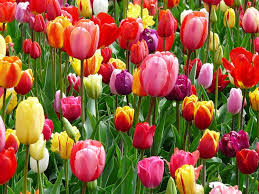 Znalezione obrazy dla zapytania kolorowe tulipany