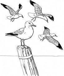 Jpg source click the download button to find out the full image of seagull coloring pages download, and download it to your computer. Seagull Colouring Template Google Search Bird Drawings Seagull Tattoo Coloring Pages