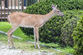 Stop Deer From Eating Your Plants