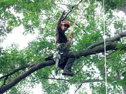 Becoming an arborist is one of the best occupations for someone who has a great appreciation of being an arborist will equip you with adequate knowledge about how trees respond to damages caused by nature and man and how they. Why It Is Important For Your Arborist To Be Certified Ontree
