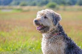 irish soft coated wheaten terrier ein