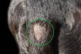 dog s hair loss patch bald spot what