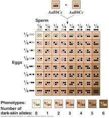 Skin Color Genetics Human Skin Color Skin Color Chart