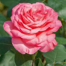 Rosa Panthere Rose ® Meicapinal, rosai a grandi fiori Meilland