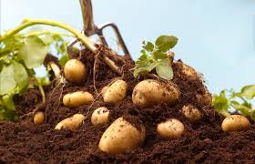 The Benefits and Side Effects of Potatoes