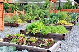 Vegetables To Grow In Raised Beds