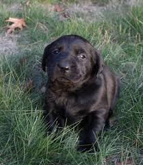 Are you looking for dog breeders in michigan? Chocolate Lab Puppies Pets And Animals For Sale Michigan