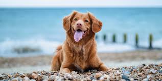 dog friendly beaches the best in the