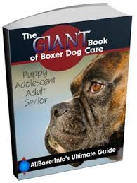 Boxer Dog Size Breed Variances Weight Height Structure