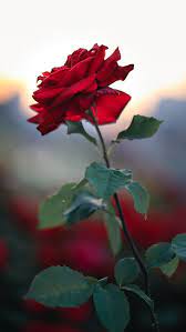 single red rose flower red rose flower