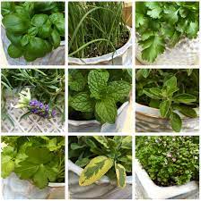 9 Best Herbs For Containers Seattle