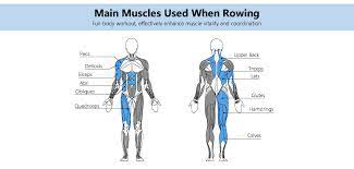 rowing machine benefits topiom