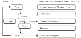 Constraints Of Haccp Application On Edible Insect For Food
