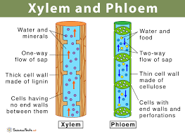 xylem and phloem main differences