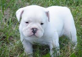 French bulldog puppies for sale in nj. Pure White English Bulldog Puppy For Sale In Bayonne New Jersey Classified Americanlisted Com