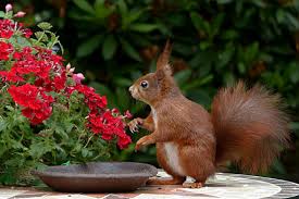 keep squirrels out of your garden