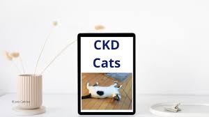 kidney food for cats jess caticles