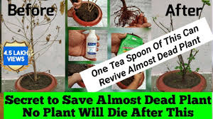But hey, do not lose hope. How To Revive Dying Plant Best Solutions For Any Issue A Plant Can Have Youtube