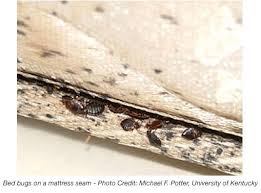 Pictures Of Bed Bug At Bed Bug Supply