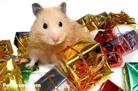 hamster love gifts for hamster
