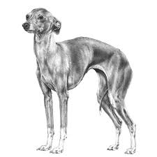 The italian greyhound is often described as being a unique breed among dog breeds. Italian Greyhounds Dog Breed Info Photos Common Names And More Embarkvet