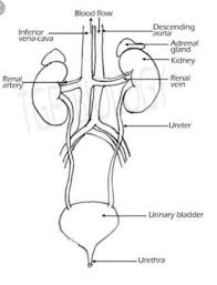 How To The Diagrams Of Human Excretory System Step By Steps