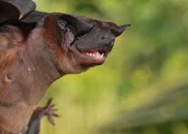 new dog faced bats discovered in panama