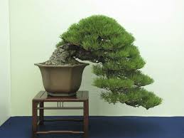 anese black pine bonsai tree care