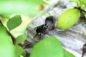 get rid of wasps and hornets naturally