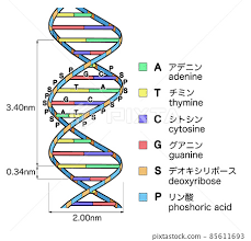 dna structure stock ilration