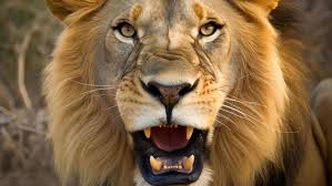 angry lion ai free 22375906 stock photo