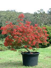 australian native plants for pots