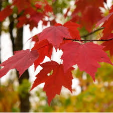 red maple trees red maple for